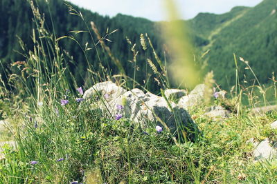 Close-up of grass growing in field