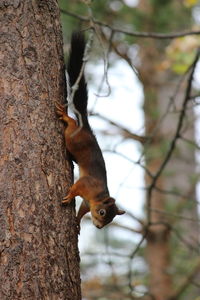 Close-up of squirrel on tree trunk