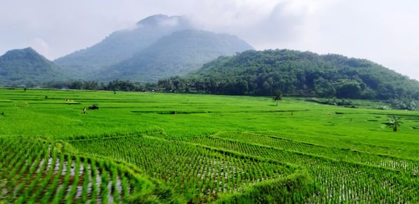 Scenic view of agricultural field against mountains