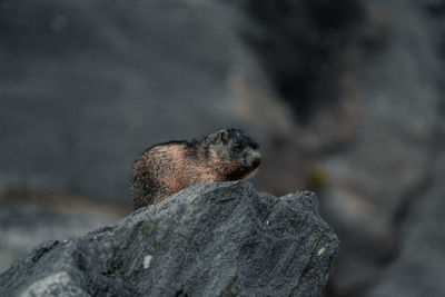 Close-up of wild hroundhog on rock