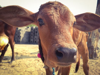 Close-up portrait of calf