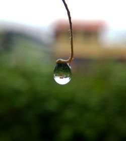 Close-up of water drops on plant