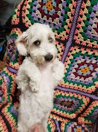 High angle portrait of a dog