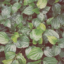 Full frame shot of leaves