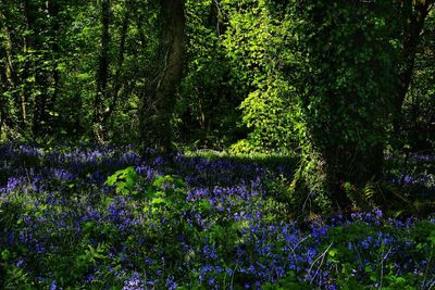 Scenic view of purple flowering plants in forest