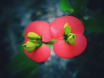 Close-up of red flowers blooming outdoors