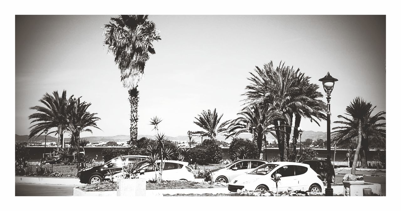 PALM TREES ON ROAD AGAINST SKY