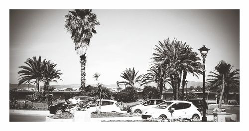 Palm trees against sky