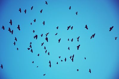 Low angle view of birds flying against clear blue sky