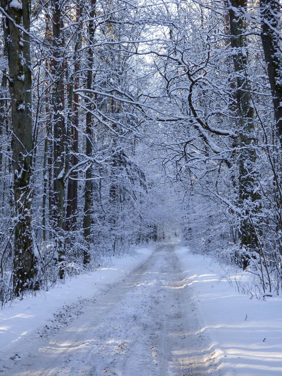 winter, cold temperature, snow, season, tree, weather, the way forward, nature, road, forest, water, tranquility, frozen, wet, beauty in nature, day, outdoors, no people, street, diminishing perspective