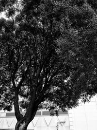 Low angle view of trees against sky