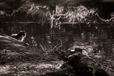 Dog in water at forest