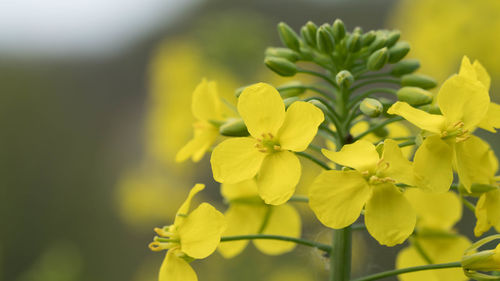 Close-up of yellow flowers blooming outdoors