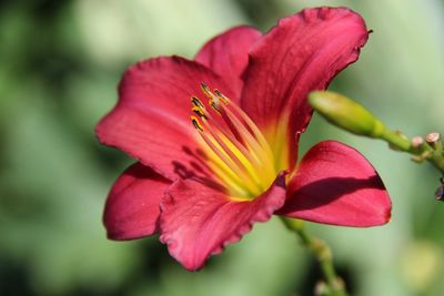 Close-up of red flower growing outdoors