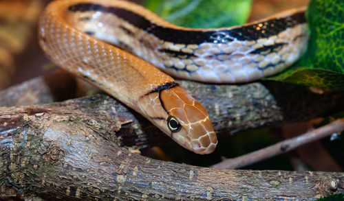 Indonesian jewelry snake or coelognathus subradiatus. 