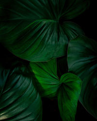 Full frame shot of green leaf