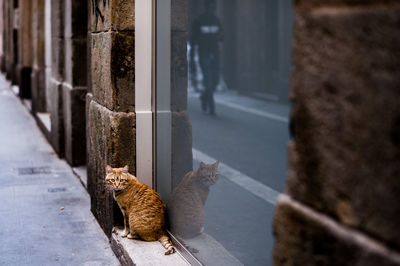 Cat sitting on wall