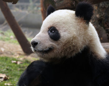 Close-up of panda