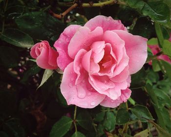 Close-up of wet pink rose blooming outdoors