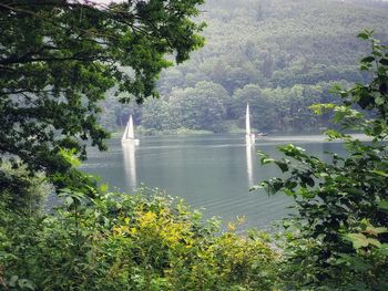 Scenic view of lake by trees