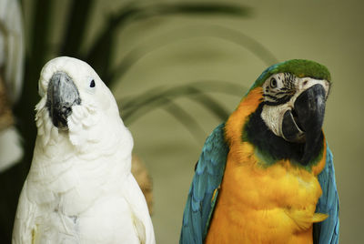 Close-up of gold and blue macaw and cockatoo