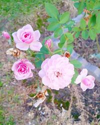 Close-up of bee pollinating on pink flower