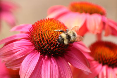 Close-up of bee pollinating on pink flower