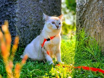 Full length of a cat sitting on field