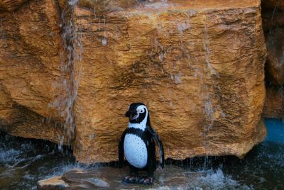 Close-up of duck on rock by water