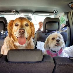 Portrait of dog sitting in car
