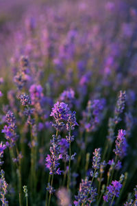 Close-up of purple flowering lavender  plants on field