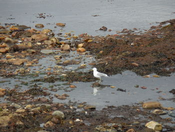 High angle view of birds on beach
