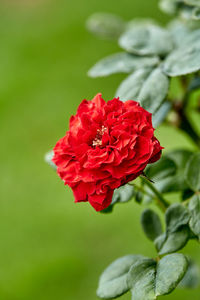 Close-up of red rose