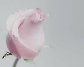 Close-up of pink rose