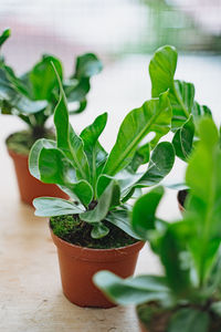 Close-up of potted plant on table