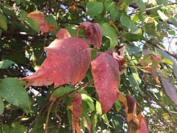 Close-up of leaves