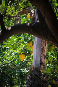 Low angle view of bird on tree