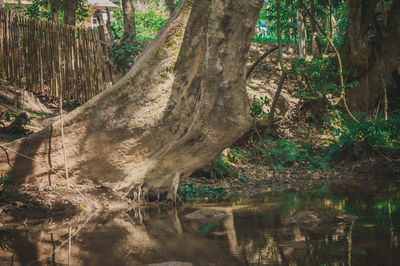 Trees by lake in forest