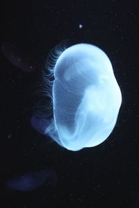 Jellyfish in sea