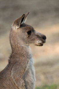 Close-up of kangaroo