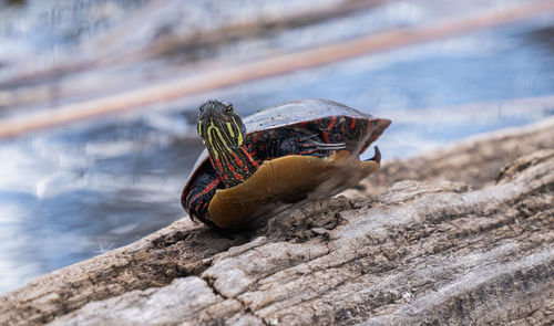 Painted turtle on a log is basking in the sunshine at the lake