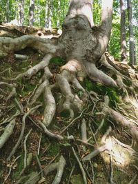 Close-up of tree trunk in forest