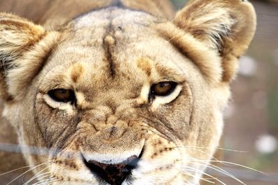 Close-up portrait of an animal