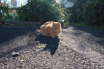 View of ginger cat