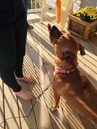 Low section of people with dog