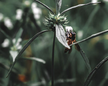 Close-up of butterfly pollinating on flower