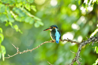 Close-up of a bird perching on a branch