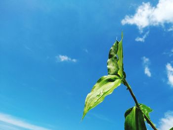 Low angle view of plant against blue sky