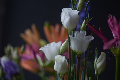 Flowers blooming in park