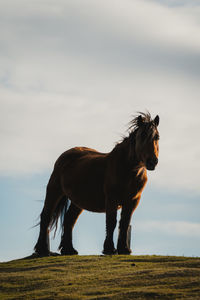 Horse roaming free on a mountain, ganekogorta, bilbao spain